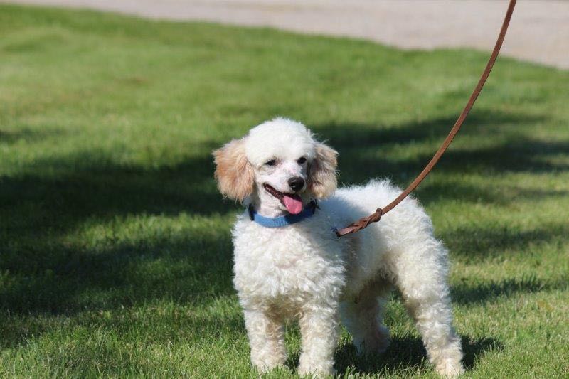 Jasper - Poodle Sire