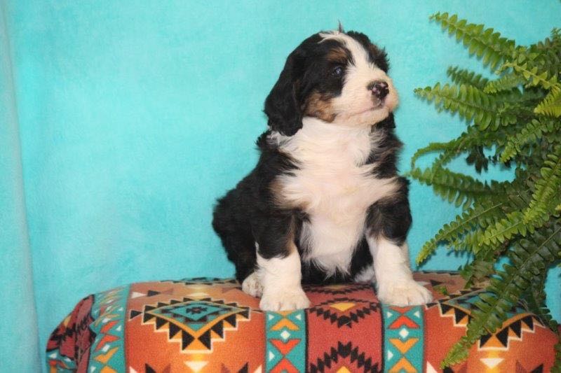 Vanni - Mini Bernedoodle Puppy