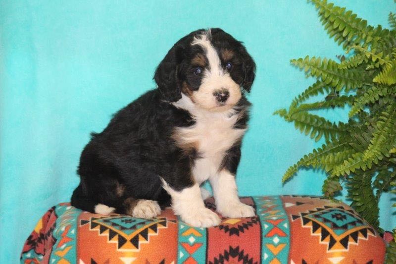 Vanni - Mini Bernedoodle Puppy