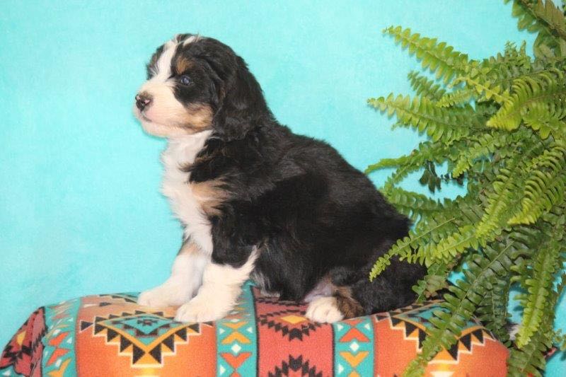 Vanni - Mini Bernedoodle Puppy