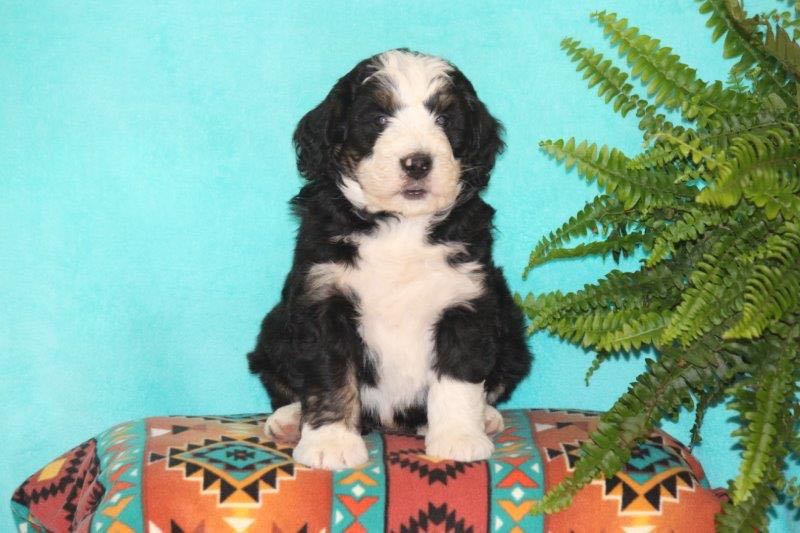 Vegas - Mini Bernedoodle Puppy