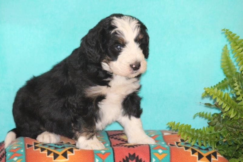 Vegas - Mini Bernedoodle Puppy