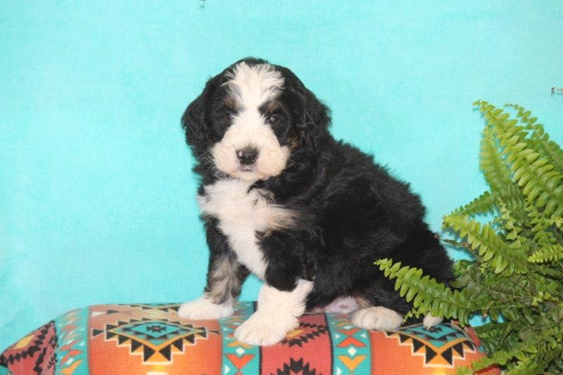 Vegas - Mini Bernedoodle Puppy