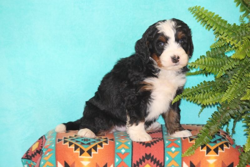 Victor - Mini Bernedoodle Puppy
