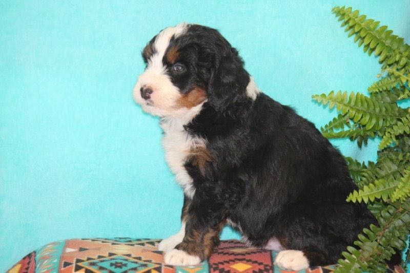 Victor - Mini Bernedoodle Puppy