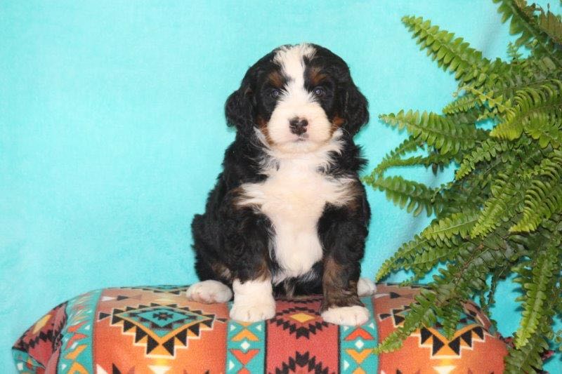 Victor - Mini Bernedoodle Puppy