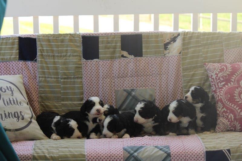 Cheyenne & Jaspers Mini Bernedoodle Puppies
