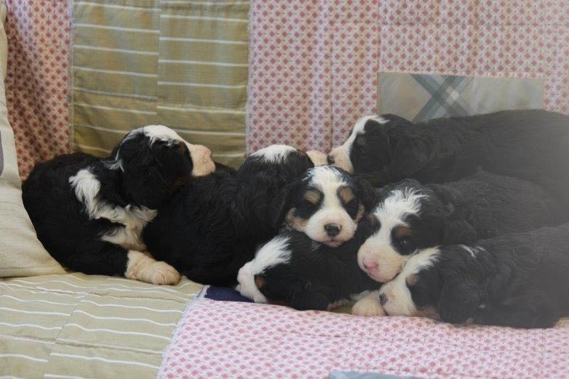 Cheyenne & Jaspers Mini Bernedoodle Puppies
