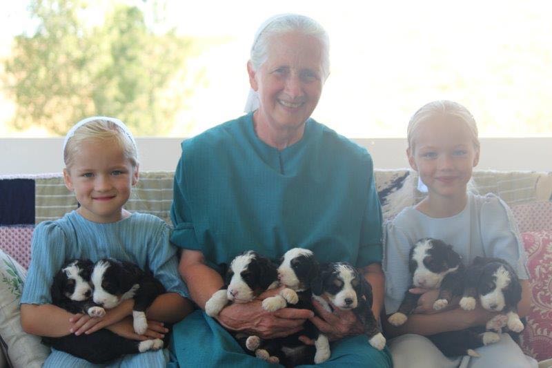 Cheyenne & Jaspers Mini Bernedoodle Puppies