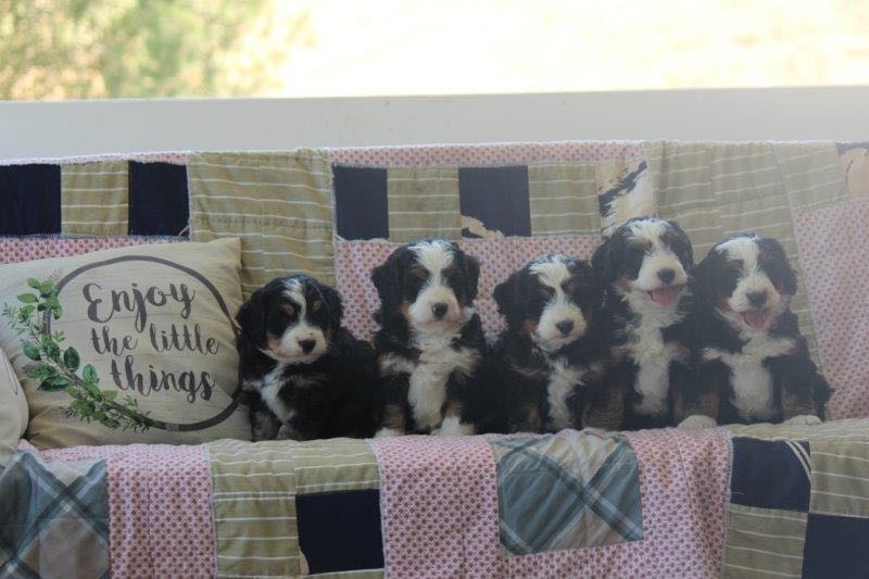 Dakota & Jaspers Mini Bernedoodle Puppies