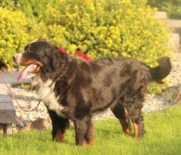 Dakota - Bernese Mountain Dog Dam
