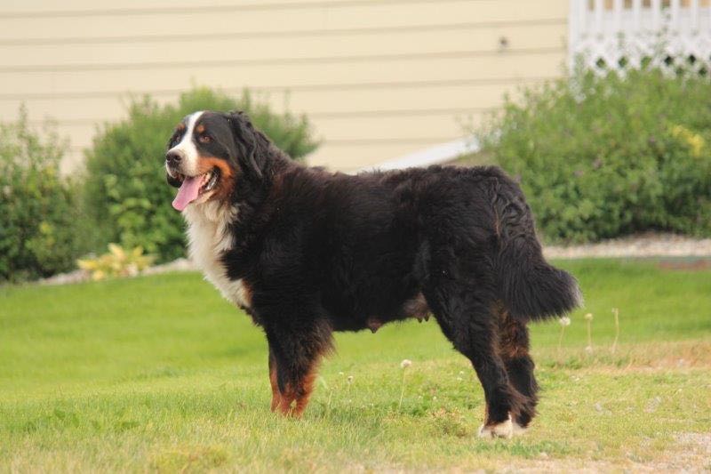 Cheyenne - Bernese Mountain Dog Dam