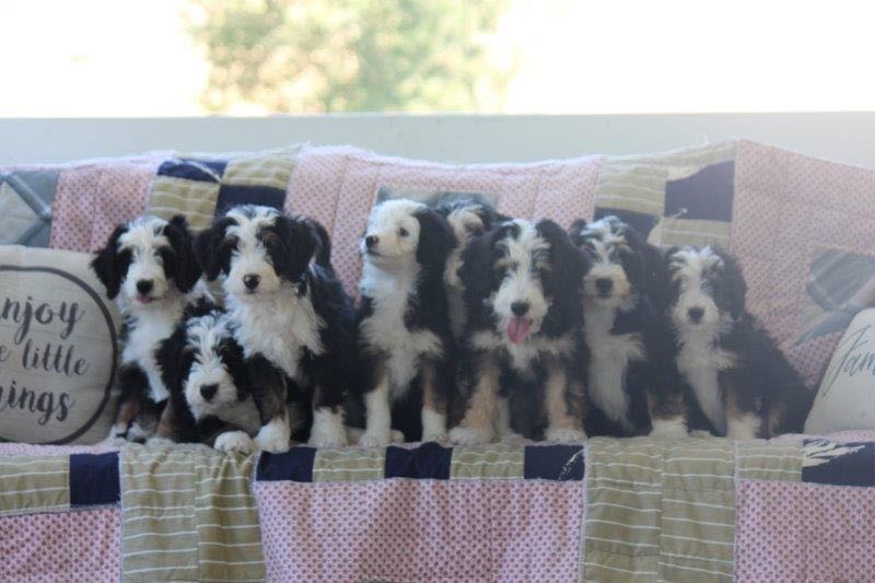Starla & Jaspers Mini Bernedoodle Puppies