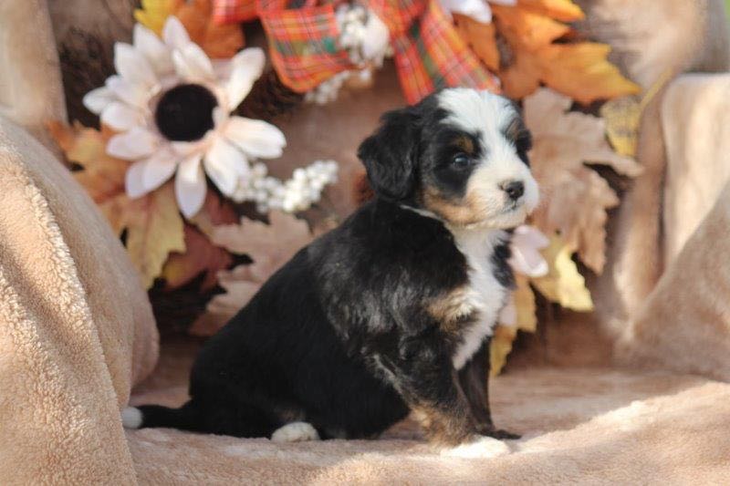 Brooke - Mini Bernedoodle Puppy