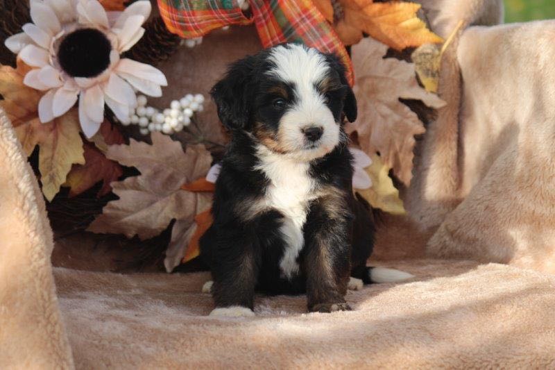 Brooke - Mini Bernedoodle Puppy