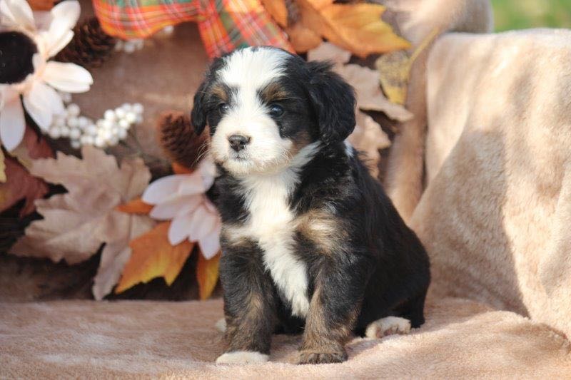 Brooke - Mini Bernedoodle Puppy